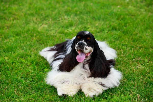 Raza de perro Cocker Americano Spaniel —  Fotos de Stock