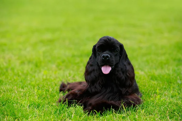 Порода собак American Cocker Spaniel — стоковое фото