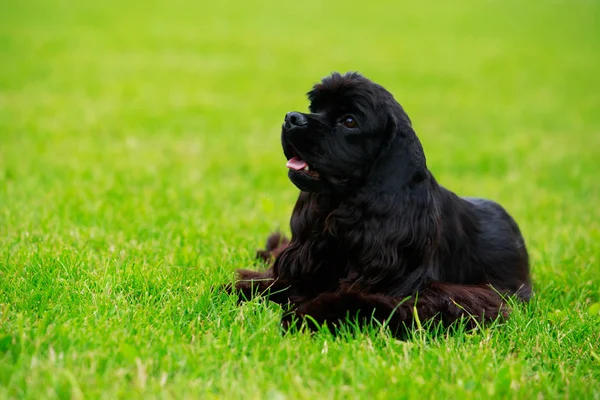 Порода собак American Cocker Spaniel — стоковое фото