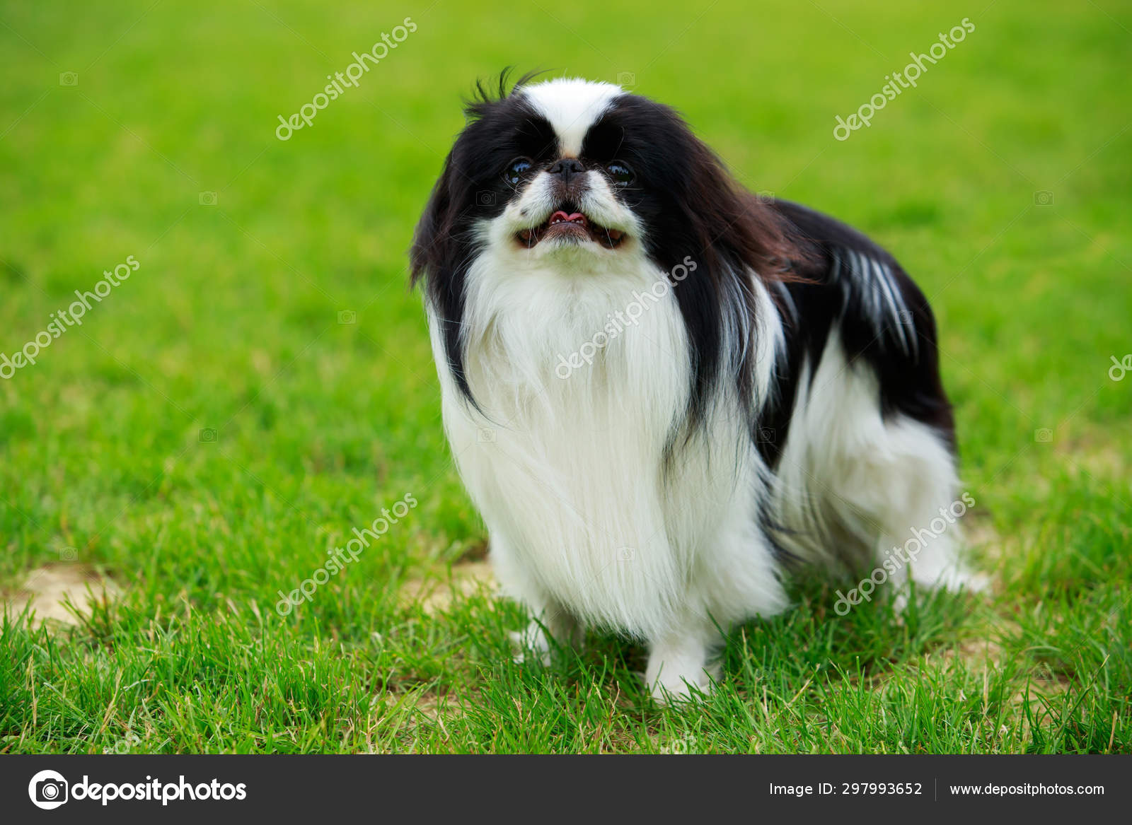 Chin Dog Breeds Japanese Chin Pekingese Dog Breed Japanese Chin Of