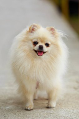 köpek doğurmak pomeranian spitz