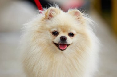köpek doğurmak pomeranian spitz