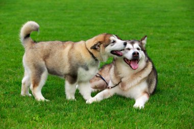 İki köpek Alaskan Malamute doğurmak
