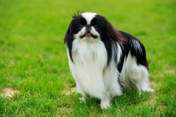 Japanese chin breed dog — Stock Photo, Image