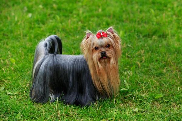 Pies rasy yorkshire terrier — Zdjęcie stockowe