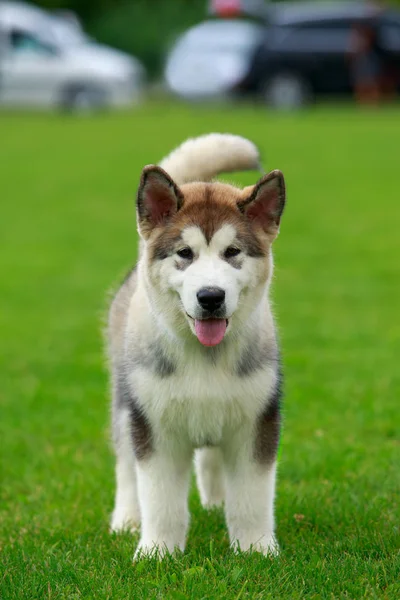 Raça de cães Alasca Malamute — Fotografia de Stock