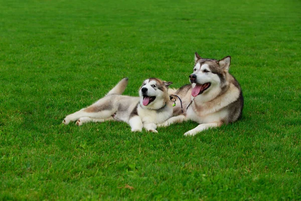 Дві собаки породи Аляски Malamute — стокове фото