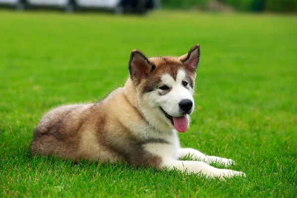 Pies rasy Alaskan Malamute — Zdjęcie stockowe