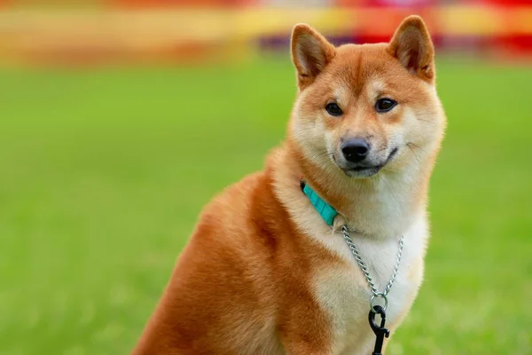 A raça de cão Shiba inu — Fotografia de Stock