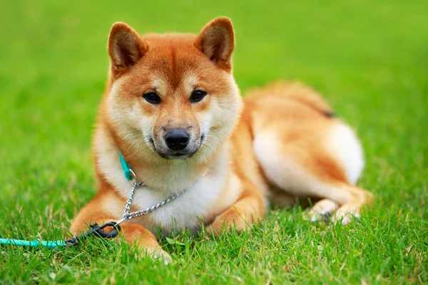 Hunden rasen Shiba Inu — Stockfoto