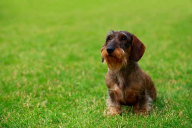 Köpek ırkı Tel saçlı dachshund