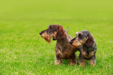 Köpek ırkı Tel saçlı dachshund