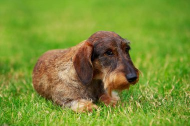 Köpek ırkı Tel saçlı dachshund