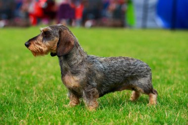 Köpek ırkı Tel saçlı dachshund