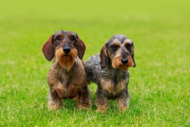 Köpek ırkı Tel saçlı dachshund