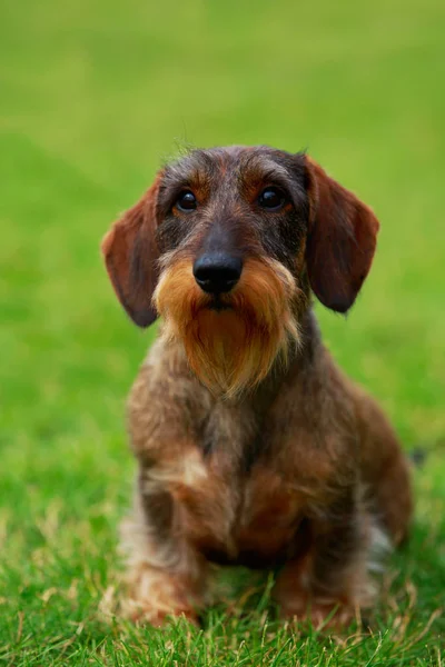 Köpek ırkı Tel saçlı dachshund — Stok fotoğraf