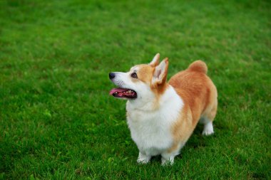 köpek doğurmak Galce corgi pembroke