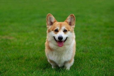 köpek doğurmak Galce corgi pembroke