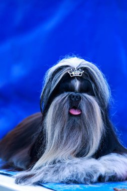 köpek doğurmak Shih Tzu