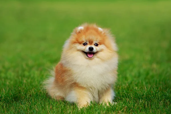 The dog breed pomeranian spitz — Stock Photo, Image