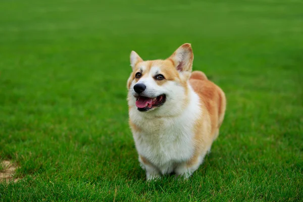 Raça de cães Galês Corgi Pembroke — Fotografia de Stock