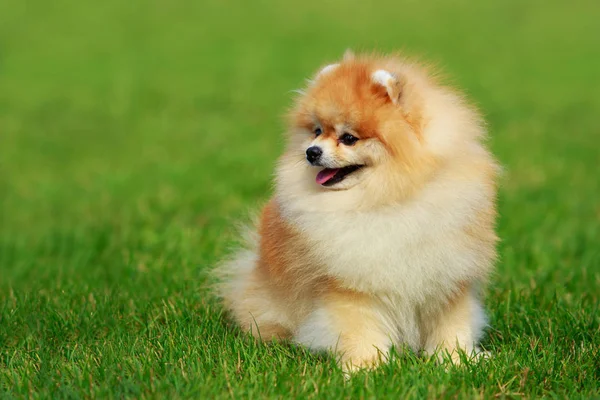 El perro crianza pomeranian spitz — Foto de Stock