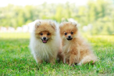 Köpek ırkı minyatür spitz