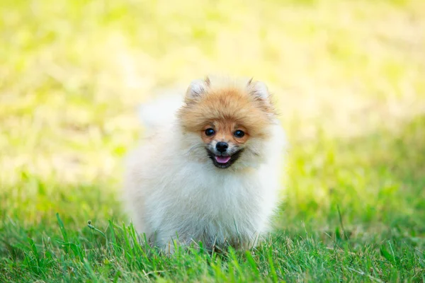 El perro crianza miniatura spitz — Foto de Stock