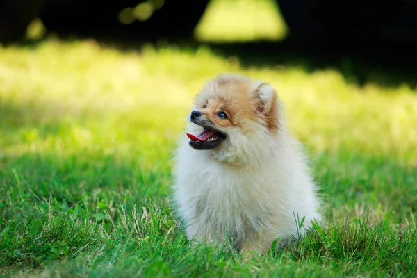Pies rasy miniaturowy Spitz — Zdjęcie stockowe