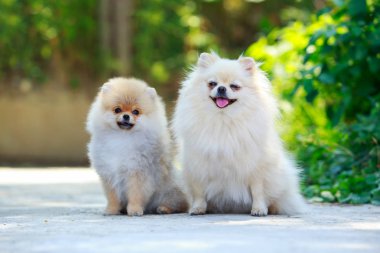 Köpek ırkı minyatür spitz