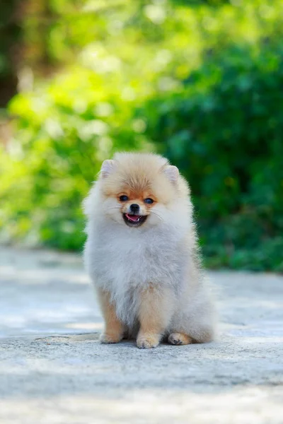 The dog breed miniature spitz