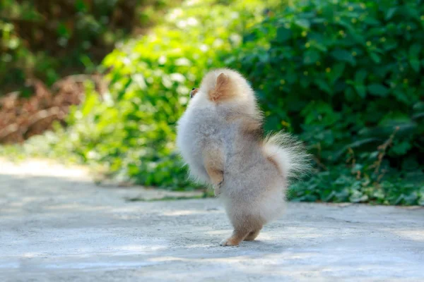 El perro crianza miniatura spitz — Foto de Stock