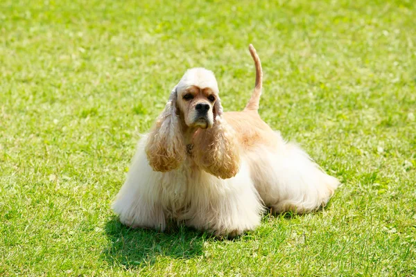 Raza de perro Cocker Americano Spaniel —  Fotos de Stock