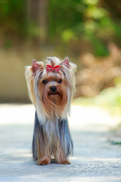 Raza de perro yorkshire terrier — Foto de Stock