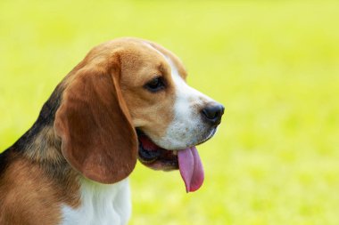köpek doğurmak beagle