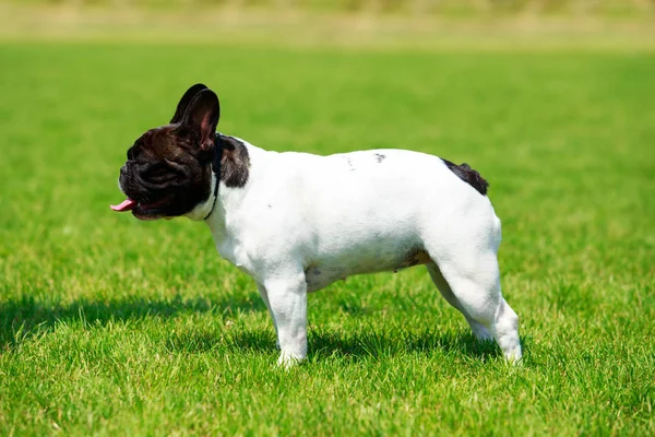 Hund ras fransk bulldogg — Stockfoto