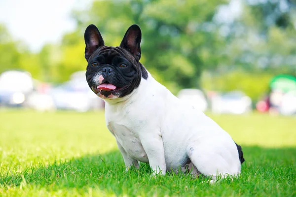 Raça cão bulldog francês — Fotografia de Stock