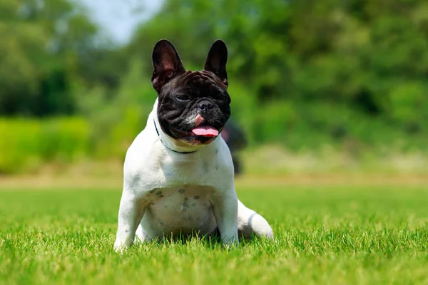 Hund ras fransk bulldogg — Stockfoto