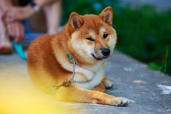 La race de chien Shiba inu — Photo