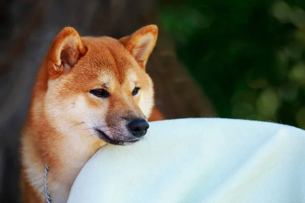 La razza di cane Shiba inu — Foto Stock