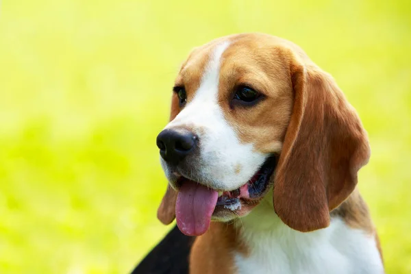 Dog breed beagle — Stock Photo, Image