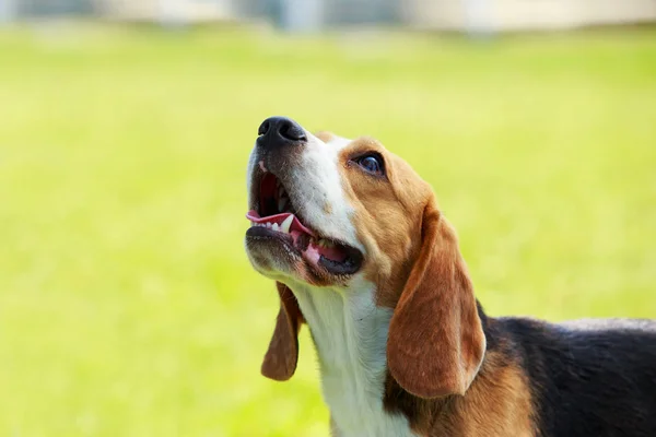 Raça cão beagle — Fotografia de Stock