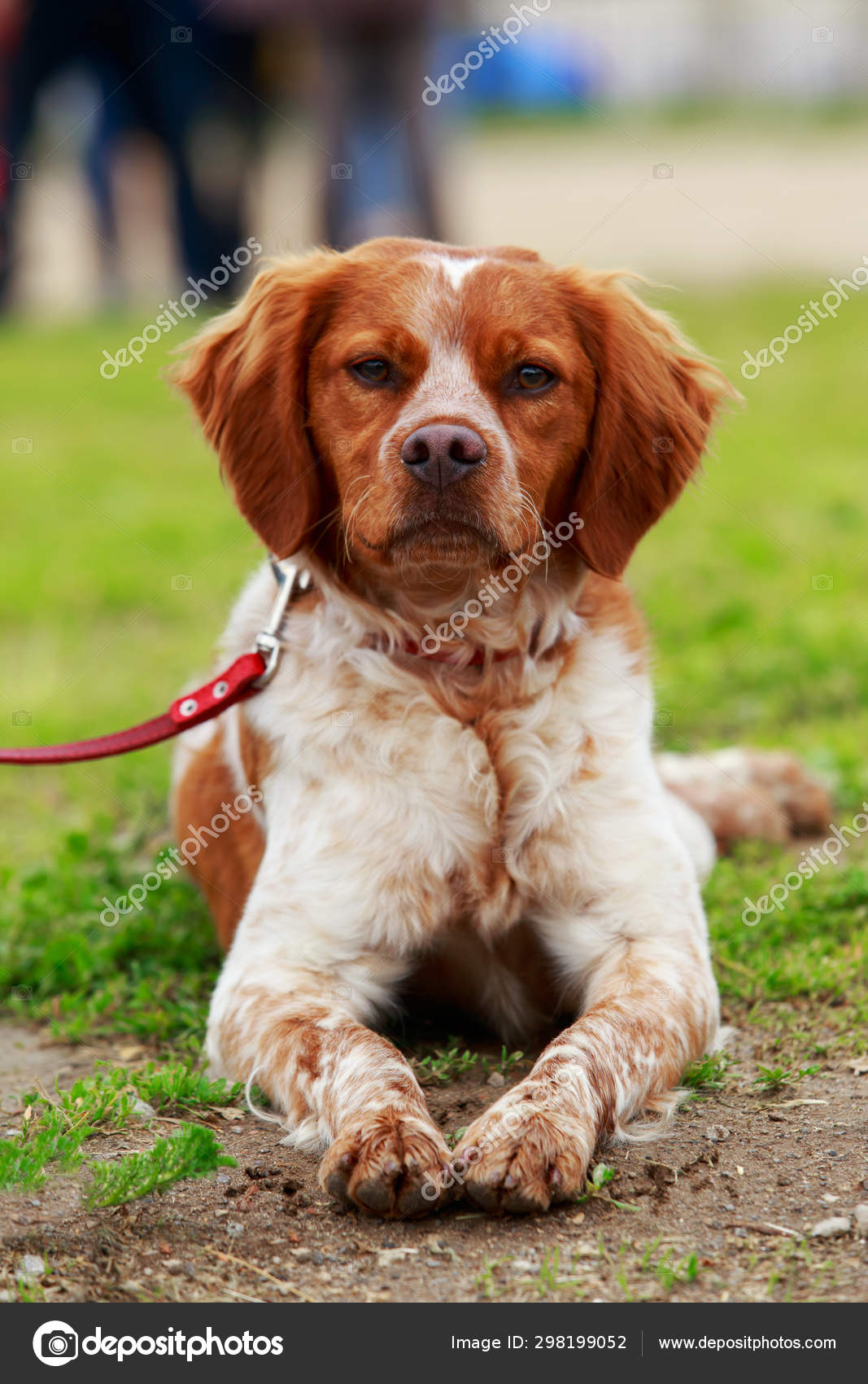 Dog breed Breton Spaniel Stock Photo by ©DevidDO 298199052