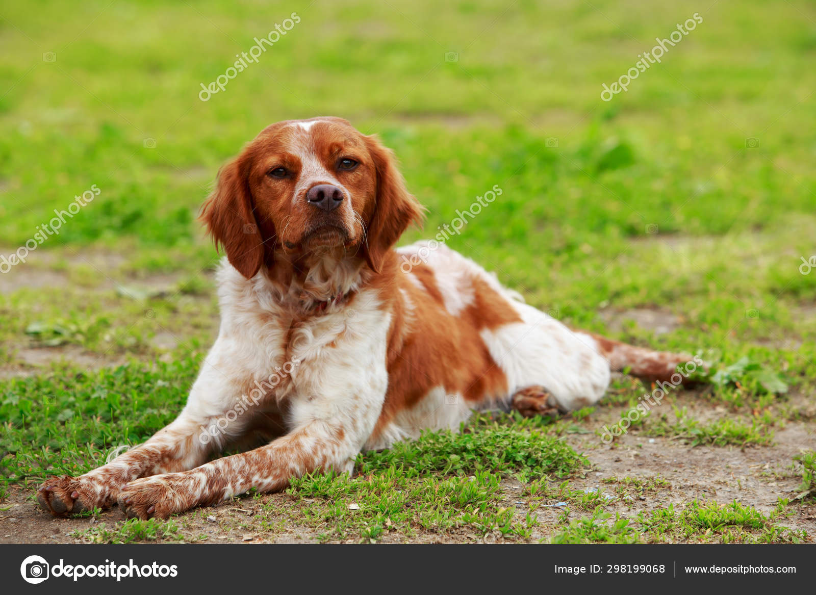 Dog Breed Breton Spaniel Stock Photo C Deviddo 298199068