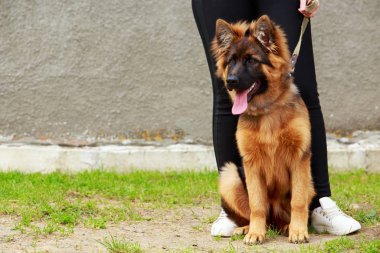 Köpek çiftleşmesi Alman çoban köpeği