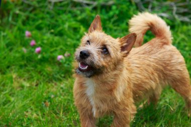 Norwich köpek ırkı