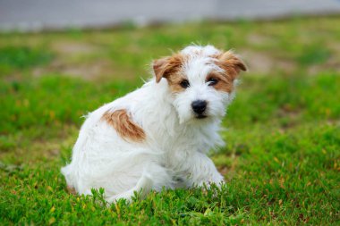 Köpek yetiştiricisi Jack Russell Terrier.