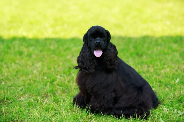 Hund rasen amerikansk Cocker Spaniel — Stockfoto