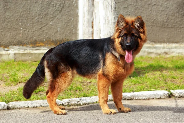 Raça cão pastor alemão — Fotografia de Stock