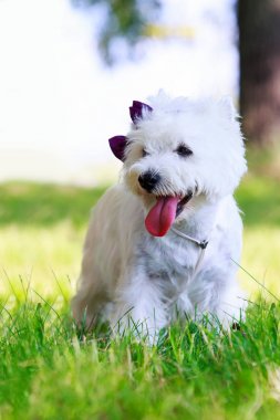 Batı highland terrier